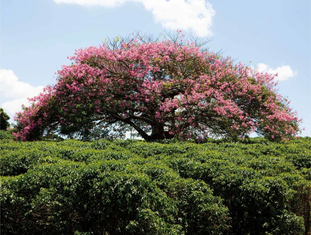 Visitas à fazenda